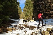 49 Risaliano un valloncello tra fitta abetaia ai lati e pestiamo neve